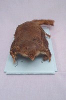 小鼯鼠藏品圖，第5張